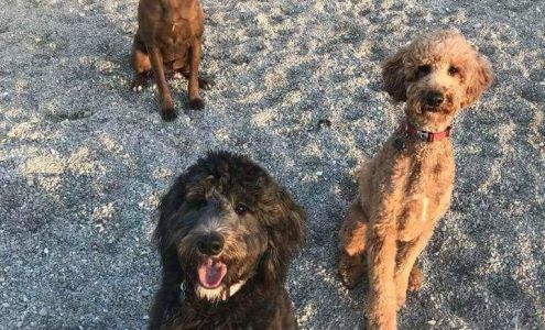 Top Dog Boarding Kennel Manilla