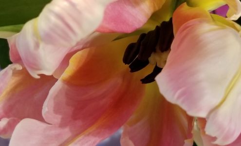 Eva's Flowers and Gifts Inc