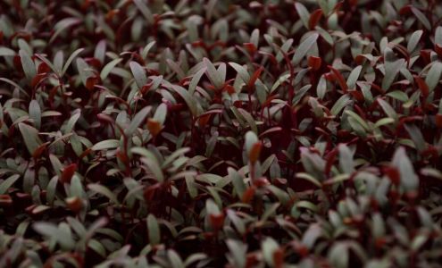 Mulino Microgreens Mulino