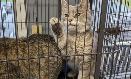 Animal Welfare League