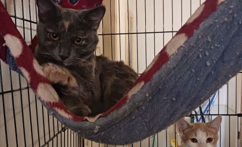 Home For Friendless Animals,inc Waynetown