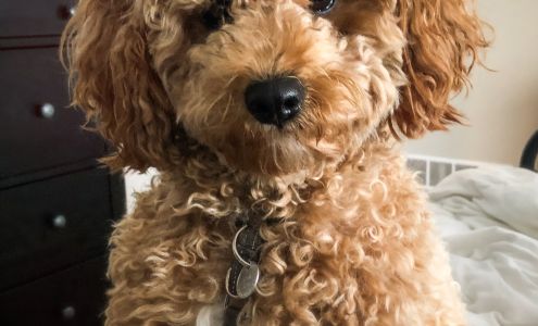 Aly's Happy Dogs, L.L.C. Claypool