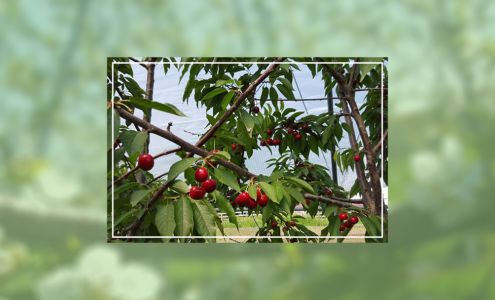 Blossom Hill Orchard Avilla