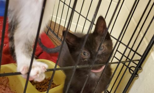 Animal Rescue League of Marshalltown