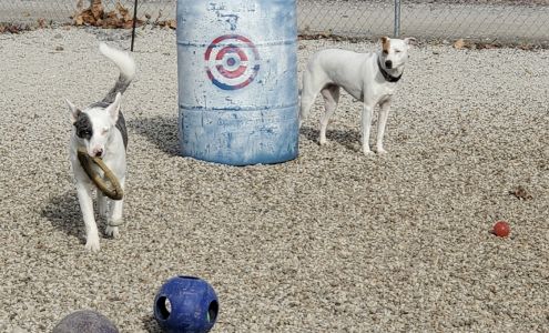 Montrose Dog Boarding Montrose