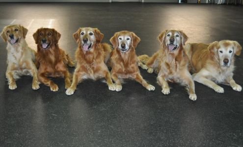 Littlefield Dog Training Versailles