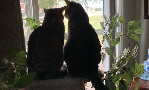 House-Call Veterinary Service Versailles