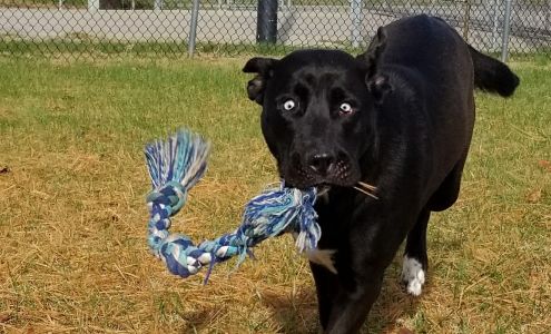 Danville-Boyle County Humane Society