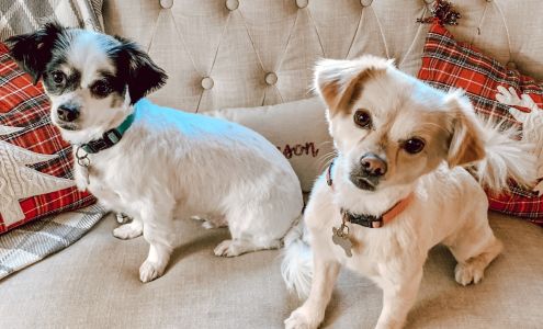 Lee Anne's Dog Grooming Nottingham