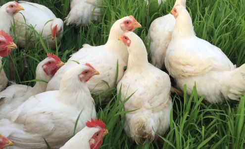 Freedom Valley Farm White Hall