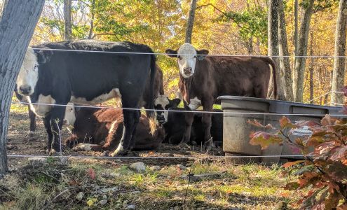 Dry Brook Stables Bernardston