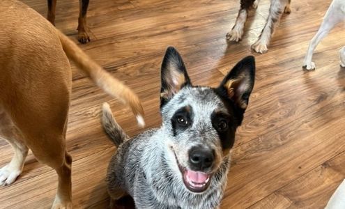 Everything Pets Brentwood