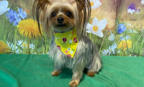 Bark & Bubble Fiskdale