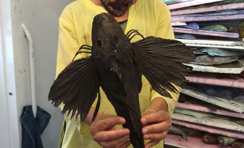 Blue Water Fish Rubbings