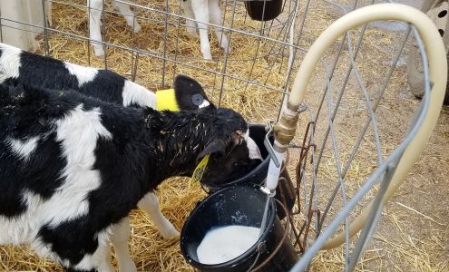 Maple Row Dairy Saranac