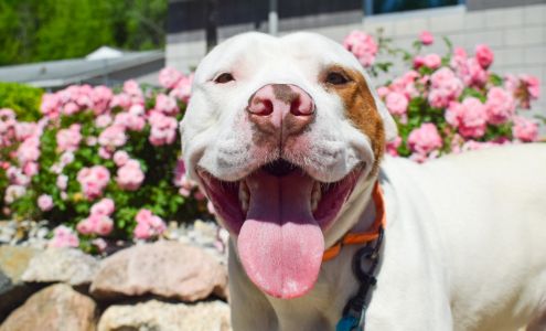 Humane Animal Treatment Society (HATS)