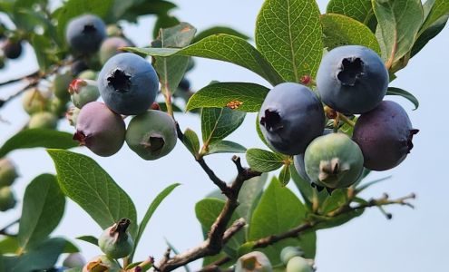 Blueberry Lane Farms Otter Lake