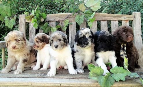 Newfypoo Zoo Britton