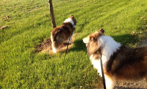 Paws N Claws Kennel Berrien Springs