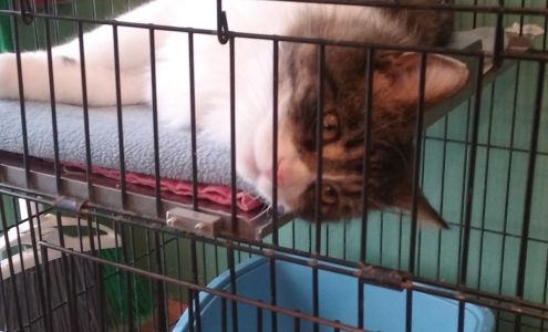 Lakes Area Humane Society