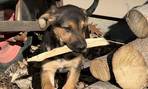 Canine Country Inn & Day Care 36382 330th St, Le Sueur Minnesota 56058