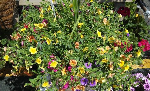 Tammy's Flower Garden