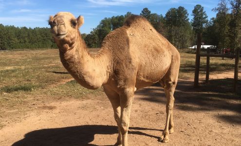 Half Moon Petting Zoo Bogart