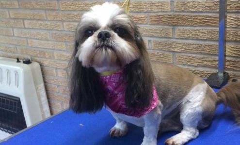 Pabst Pooch Parlor 6501 US-50, Sedalia Missouri 65301