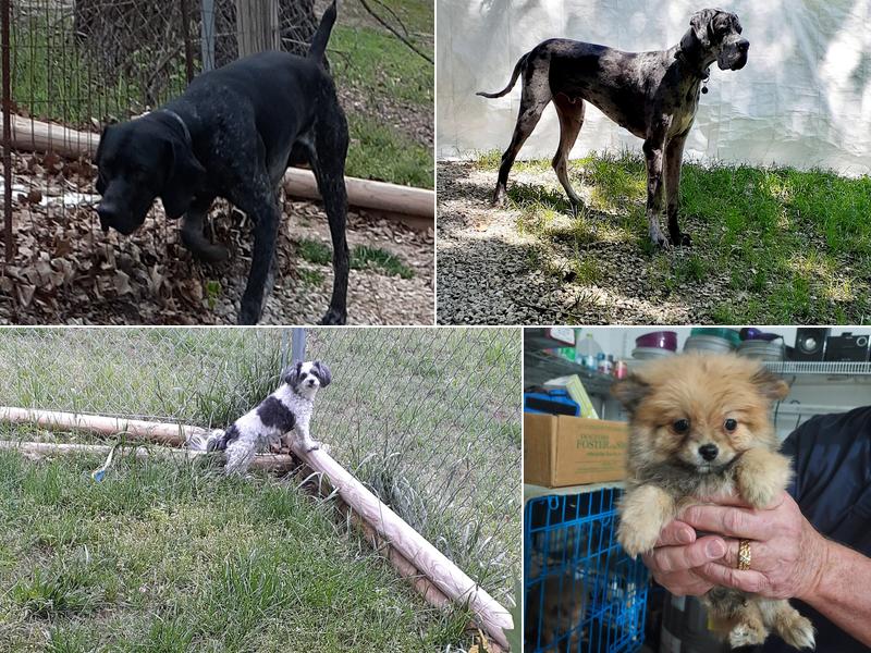 Kruz Kennel Services