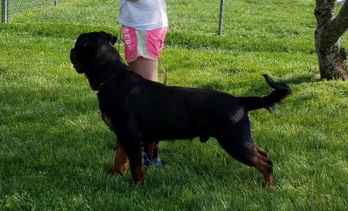 Post Oak K-9 Training Center