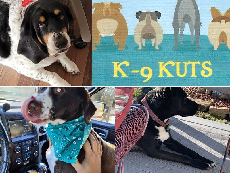 K-9 Kuts Pet Grooming