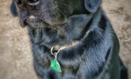 Fetch The Duck Dog Training Kennels