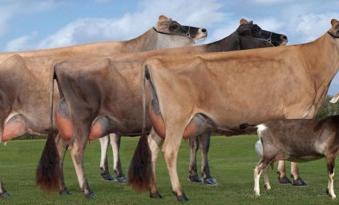 Camelot Cattle Company Marionville