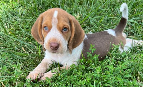 Osage Ridge Beagles Augusta