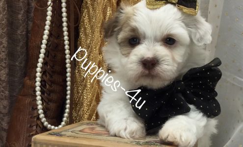 Puppies-4u West Plains