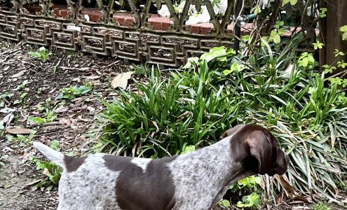 Southern Missouri Shorthairs Koshkonong