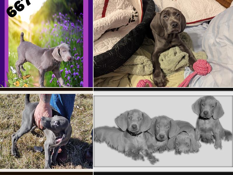 Blue Ridge Weimaraners