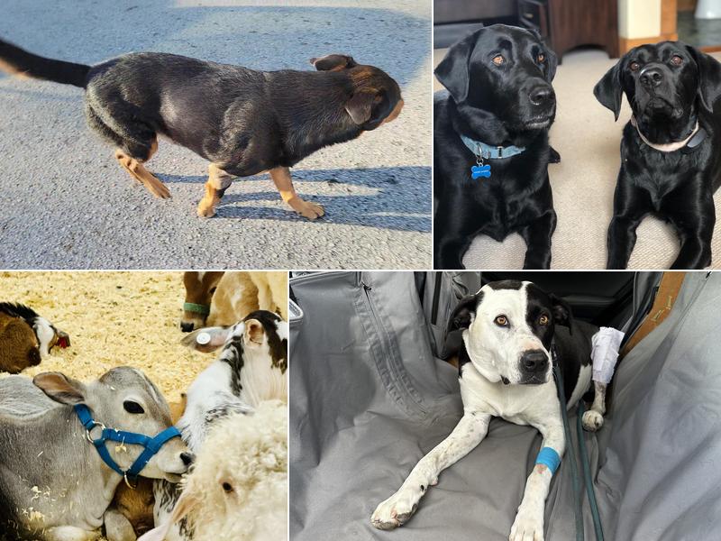 Bridger Veterinary Specialists & Emergency