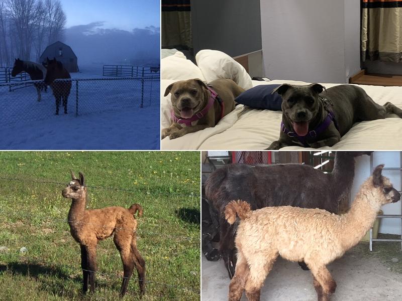 Fuzzy Butz Boarding & Grooming