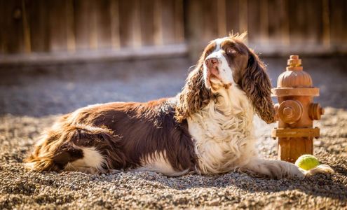 The Cat's Meow & Hound's Hideaway