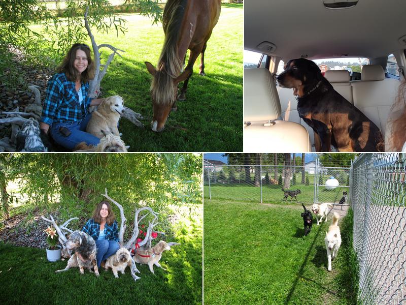 A Pet Boarding Retreat (PBR Kennels)