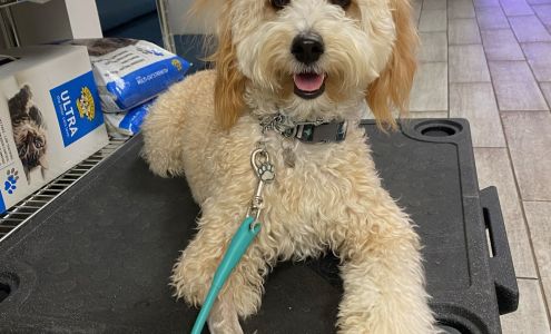 Complete Canine Training