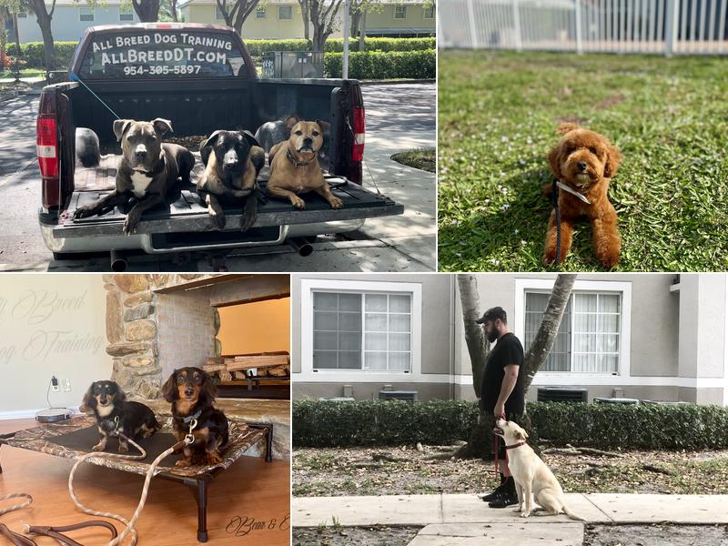 All Breed Dog Training