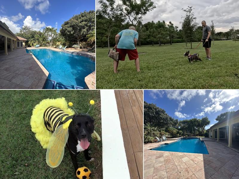 Dog Training Boca Raton - Matt Welch
