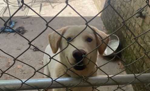 Shannon's Boarding Kennel LLC