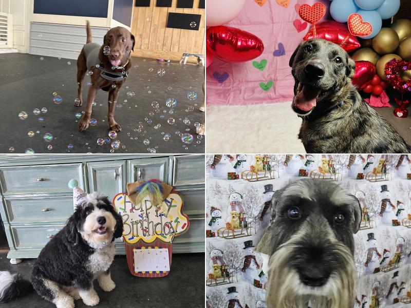 Bow wow Boutique & Daytime Retreat