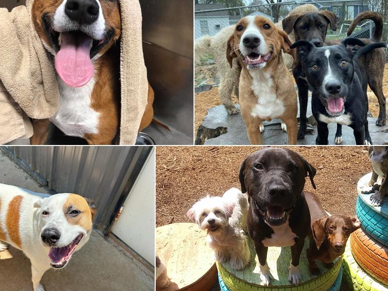 The Dawg House Playground & Salon