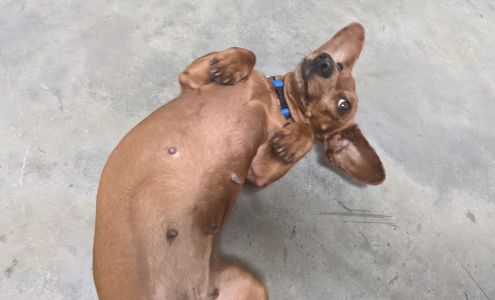 Columbus-Lowndes Humane Society