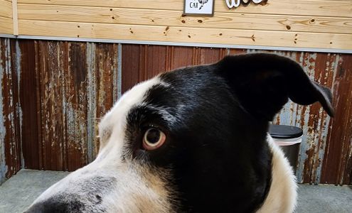 The Animal Shack 480 N Gaines Hwy, Boyle Mississippi 38730