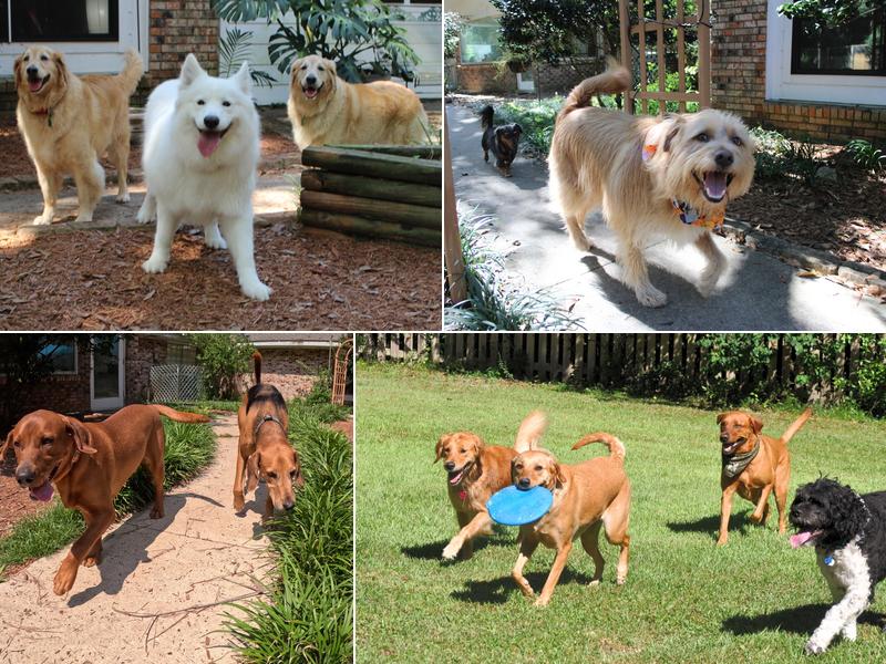 Barker's Cove Kennels and Grooming